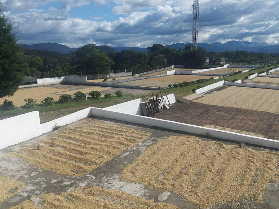 Our Dry Mill, strategically located in Fraijanes plateau region, has a pronounced dry season and abundance of sunlight which allows us to Sun Dry our beans on Terracota lined Patios.