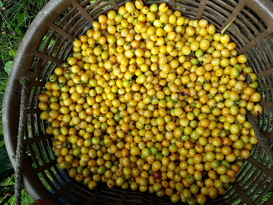 A rare variety of Yellow Borbon Coffee, which matures into a yellow color instead of the traditional dark red color. Also recognized for its excelente qualities in the cup.