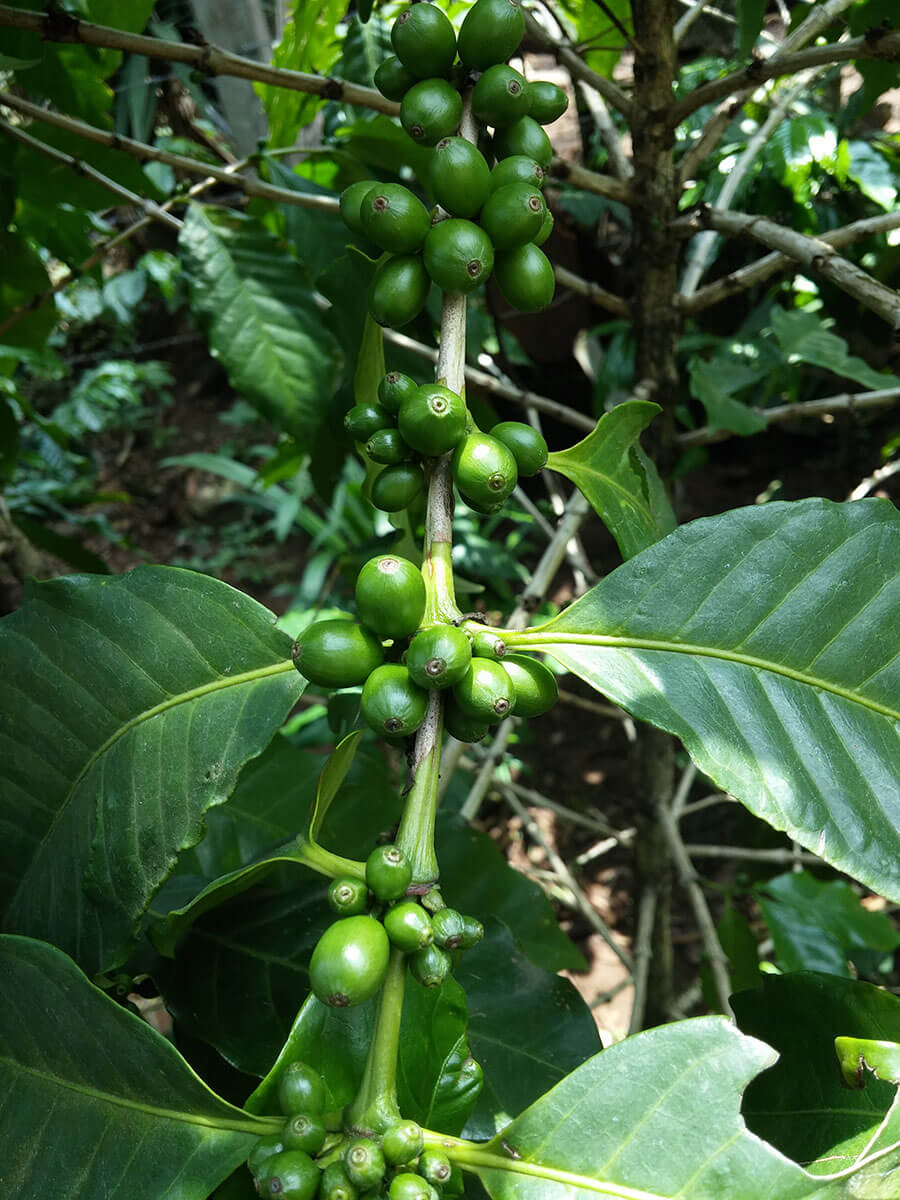 Coffee Beans that are almost fully grown but not yet matured for harvest.
