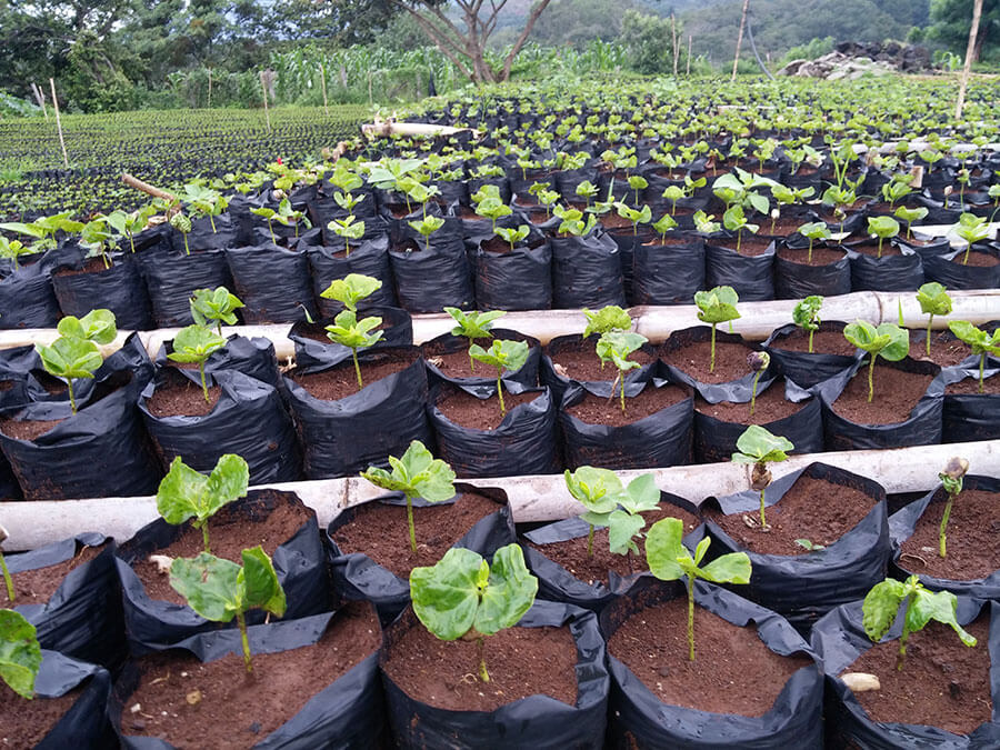 Coffee Saplings about 2 months old.