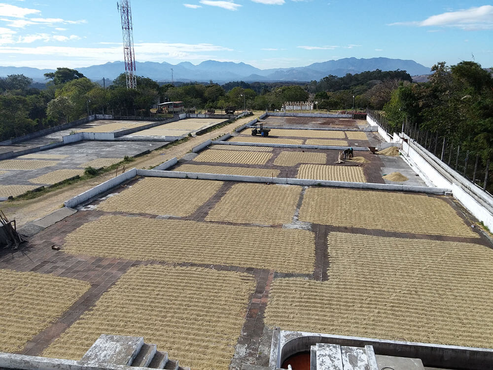Young plants ready for harvest at Guatemalas Coffee Farm.