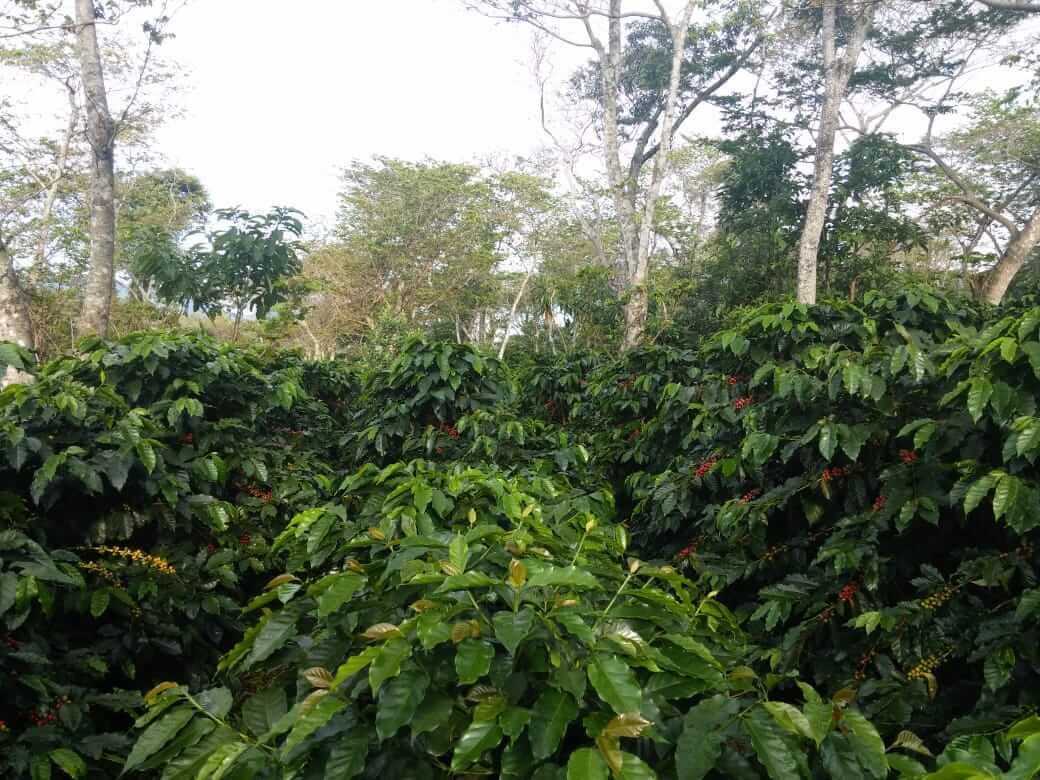 Mature coffee trees planted in rows, nestled among shade trees.
